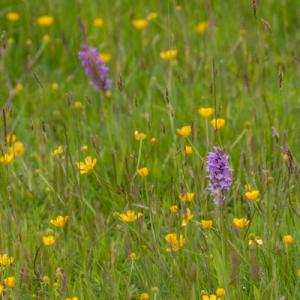 southern marsh orchids in the buttercup meadow