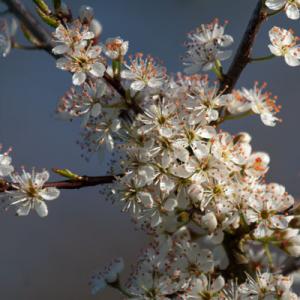 spring dew