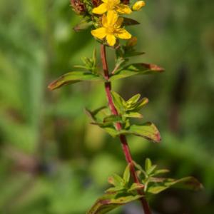 square stemmed st johns wort