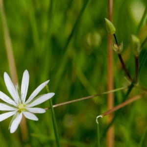stitchwort