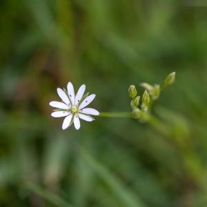 stitchwort2
