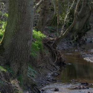 stream in spring