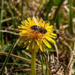 sunfly on dandelion in march