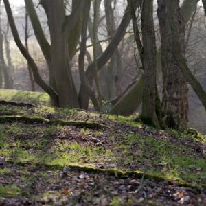 sunny wood2