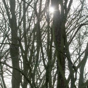 sunny wood3