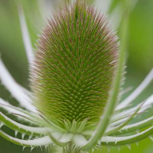 teasel