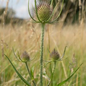 teasel3