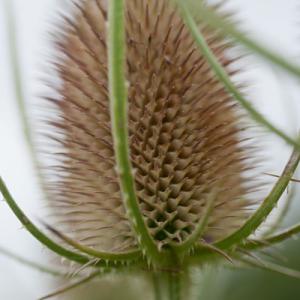 teazelhead6