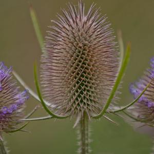 teazelheads3