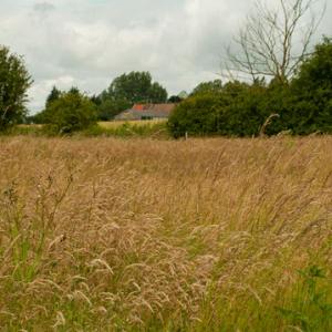 the meadow