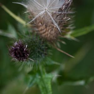 thistledown
