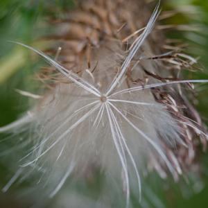 thistledown2