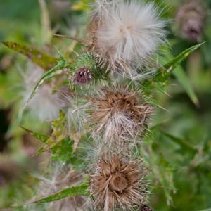 thistledown3