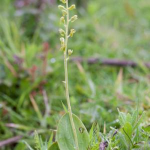 twayblade