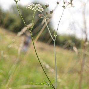 upright hedge parsley