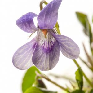 violet1