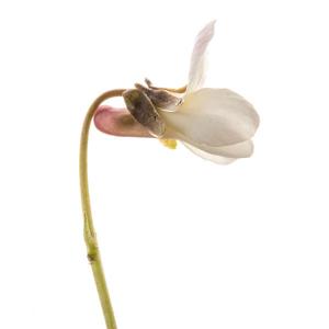 violet2