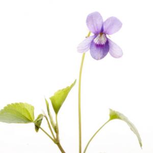 violet8