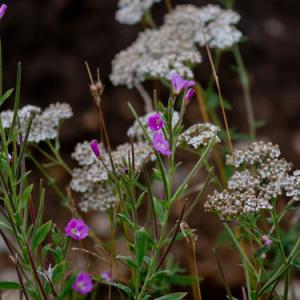willowherb and umbellifer