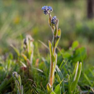 wood forget me not
