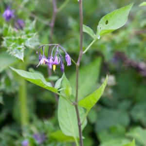 woody nightshade