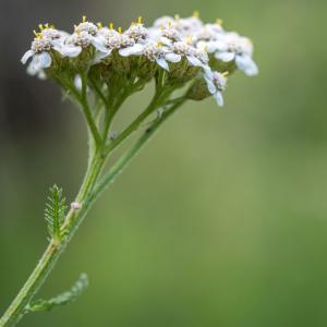 yarrow