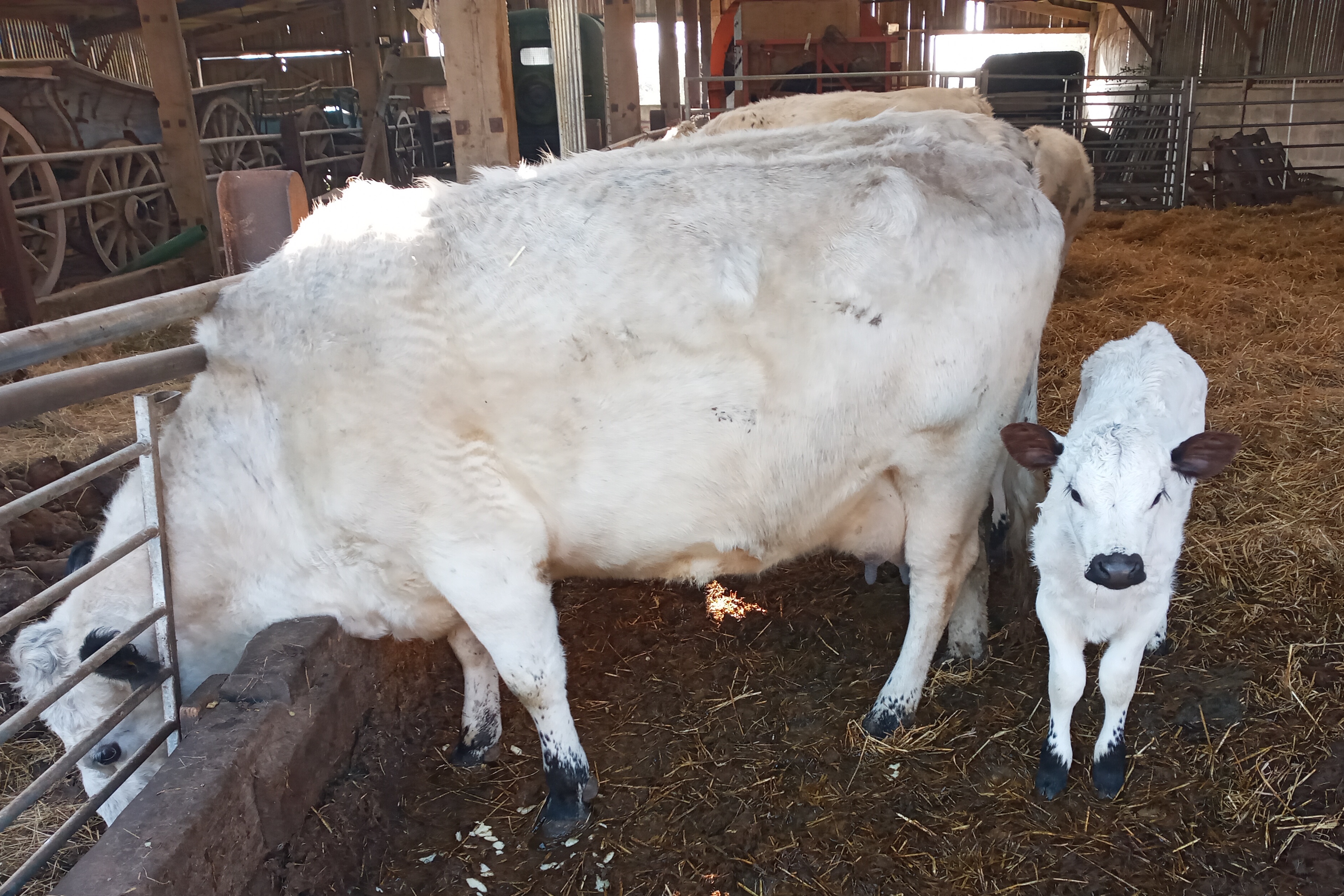 Arrivals: Shilling's calf and Harvey