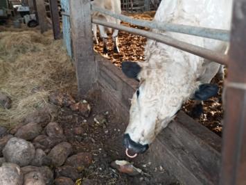 220322 H Harvey finds a beet