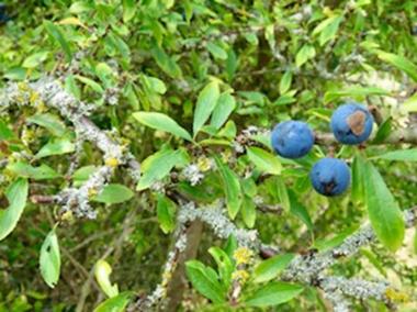 220816 sloes Ann Follows 001