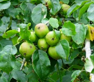 220816 crab apples Ann Follows 002