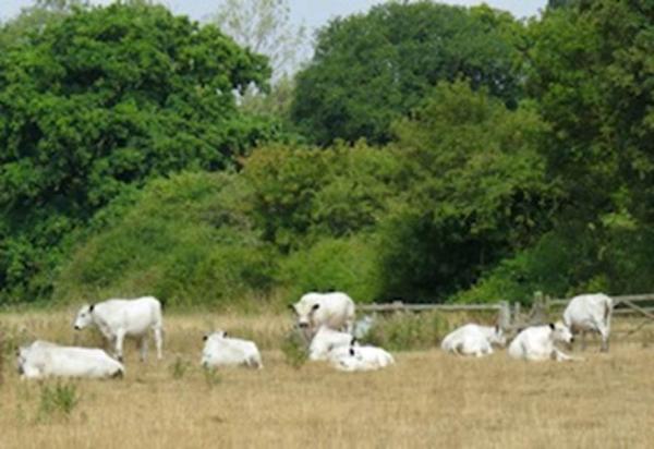 220816 resting cattle Ann Follows 003