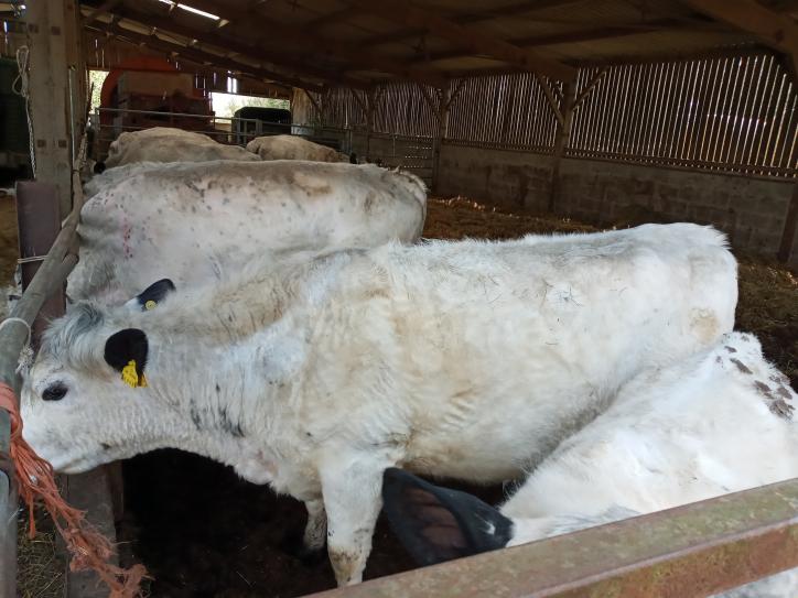 220411 141924 cattle waiting for their jabs
