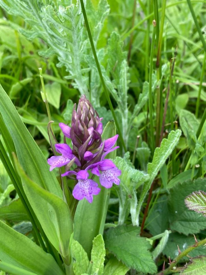 2206 Southern Marsh Orchid WA0002